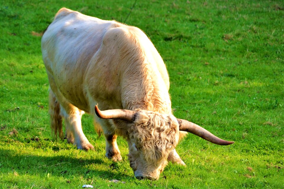 Cows pasture graze photo