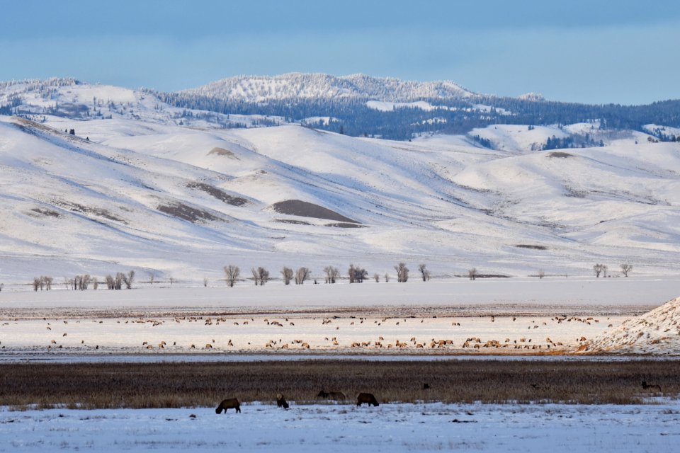 National Elk Refuge (49592974481)
