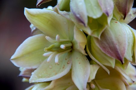 Narrow-leaved Yucca (7167148686)