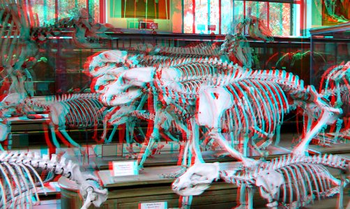National museum of natural History Paris 3D (37172396810)