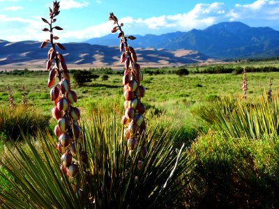 Narrowleaf Yucca Blossoms (34920628044)