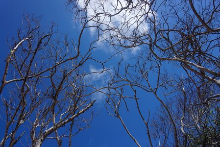 Blue sky nature photo