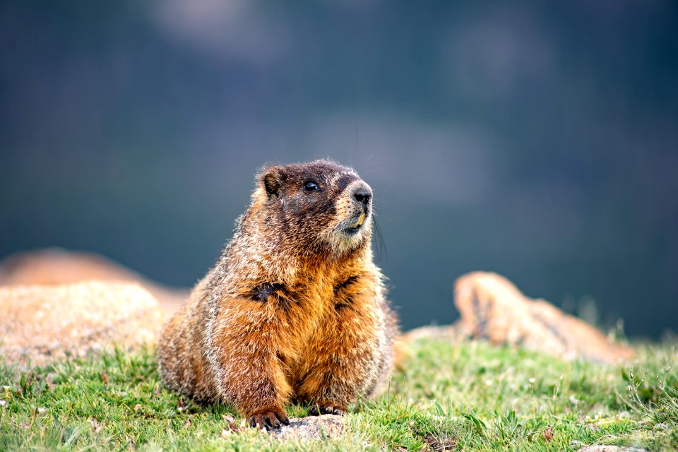 National Park Service (48754399171)