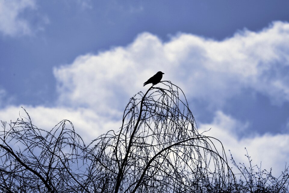Corvidae tree branch