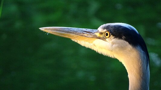Water bird water bill