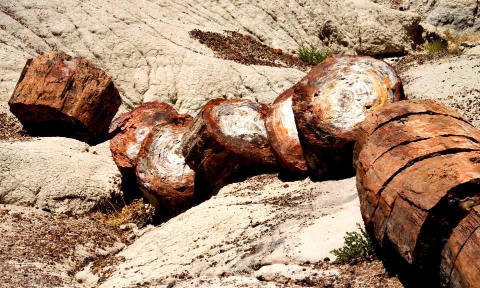 Natural Slices of a Petrified Log (26793708989)