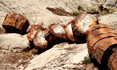 Natural Slices of a Petrified Log (26793708989)