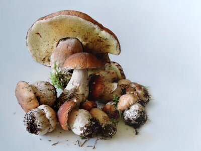 Porcini mushrooms food mushrooms boletus