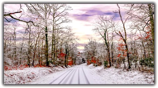 Neige dans la forêt de Chambord (45953733305)