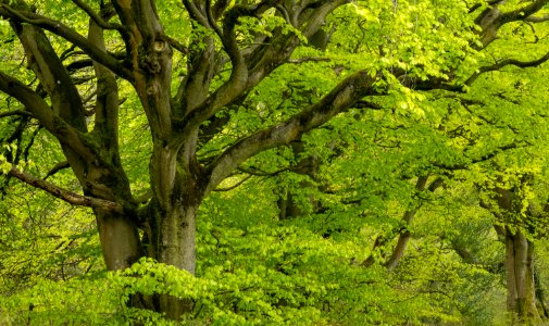 Nercwys forest area, N Wales, UK, 2021. (51178231777)