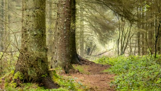 Nercwys forest area, N Wales, UK, 2021. (51180122892)