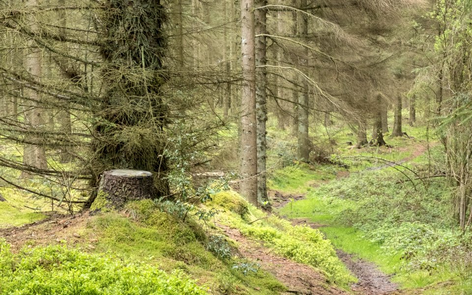Nercwys forest footpath, N Wales, UK, 2021. (51199945861)