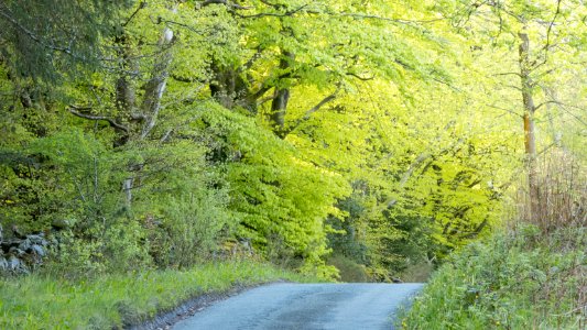 Nercwys forest, N Wales, UK, 2021. (51193334976)