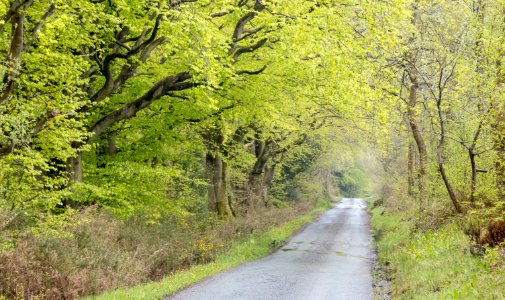 Nercwys forest area, N Wales, UK, 2021. (51181557605)