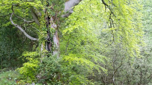 Nercwys forest, N Wales, UK, 2021. (51217452796)