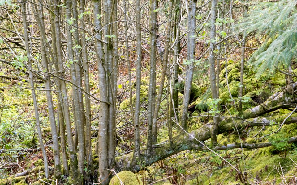 Nercwys forest, N Wales, UK, 2021. (51189653943)