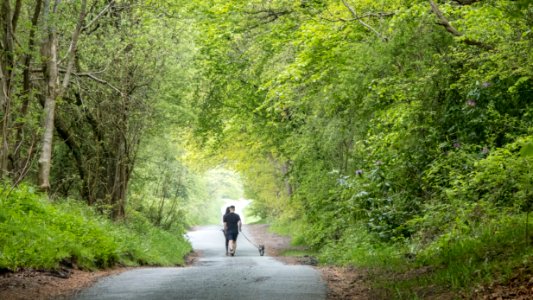 Nercwys forest, N Wales, UK, 2021. (51216173965)