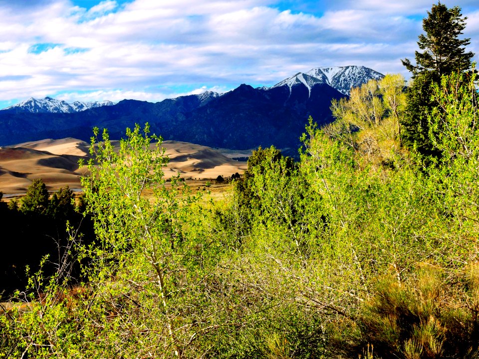 Newly Leafed Cottonwood Trees, Dunes, and Sangre de Cristo Mountains (33358952554)