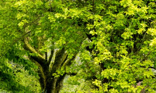 Nercwys forest area, N Wales, UK, 2021. (51178150247)