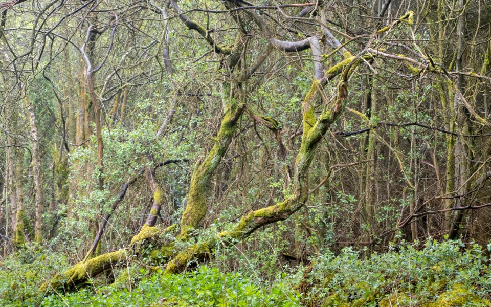 Nercwys forest area, N Wales, UK, 2021. (51183151140)