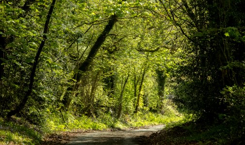 Nercwys forest, N Wales, UK, 2021. (51193231991)