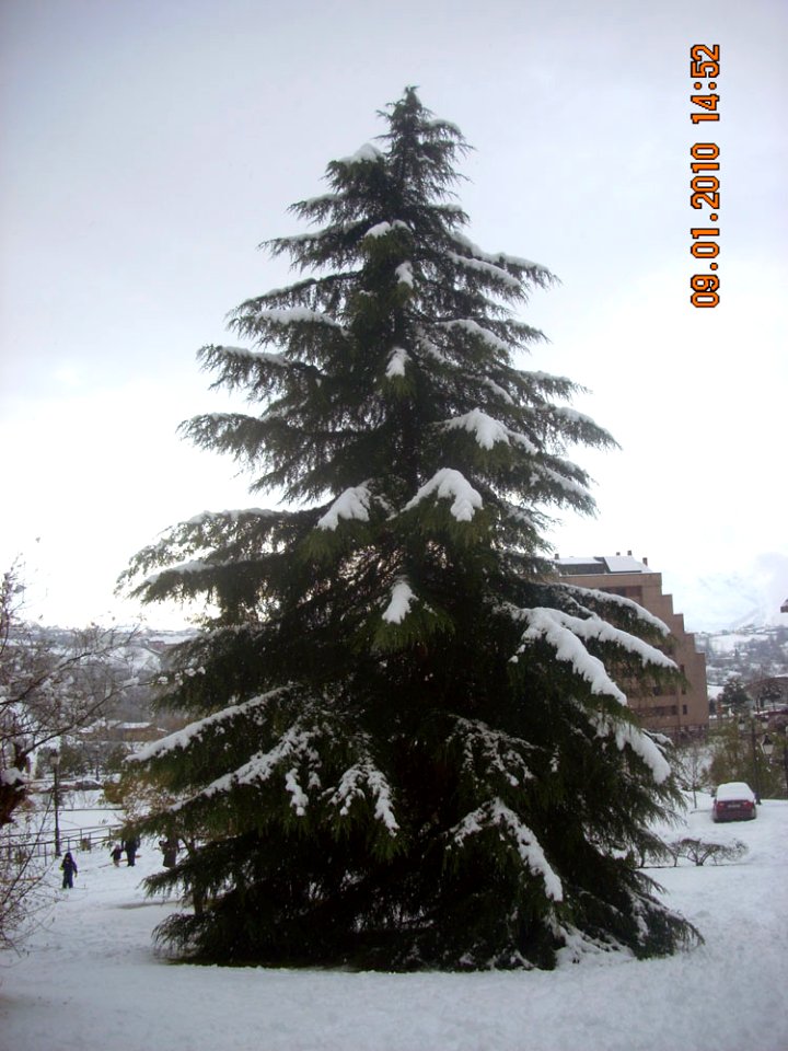 Nieve (4682365062)