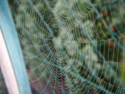 Nature web summer