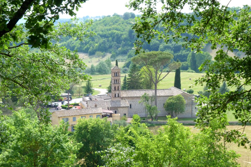 Plant at the court of vescovio