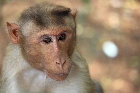 Macaque wildlife animal photo