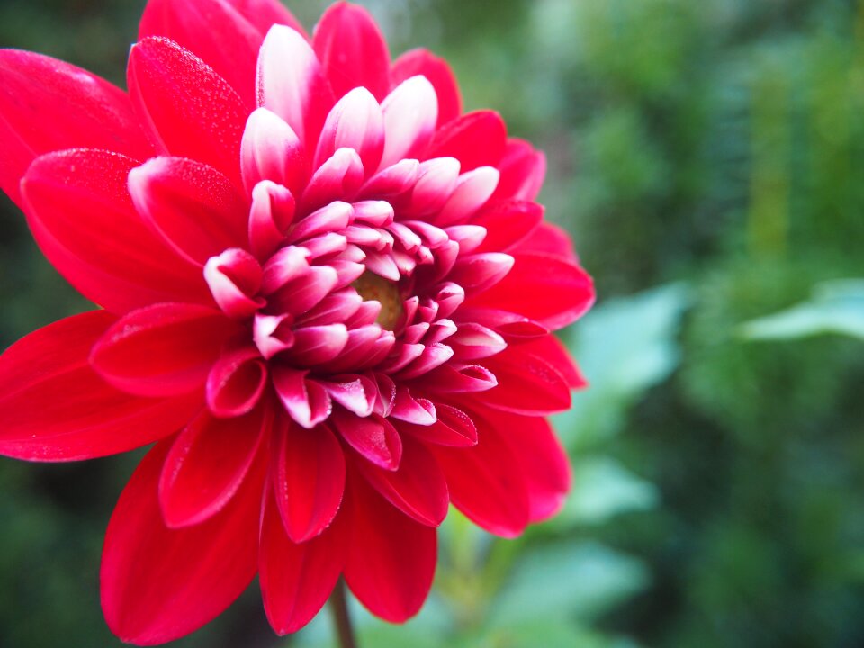 Flower dahlia garden garden