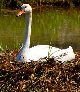 Breed swan's nest animal photo