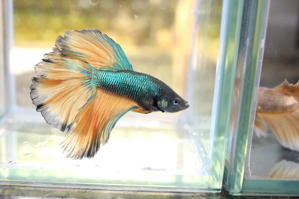 Water wildlife betta