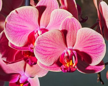 Pink flower phalaenopsis photo