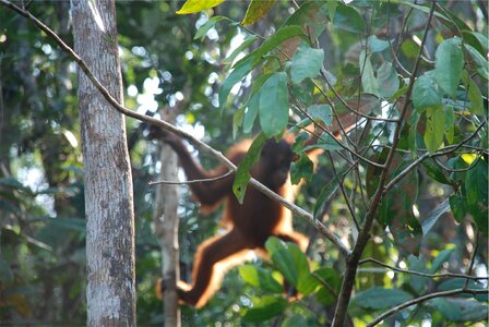 Animal jungle trees