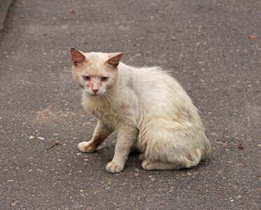 Cats pet gray cat