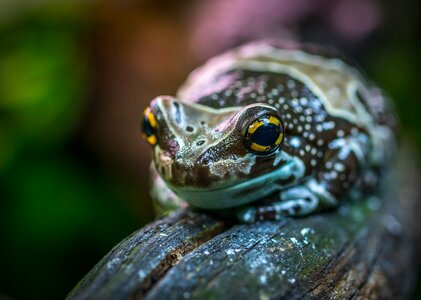 Little frog exotarium
