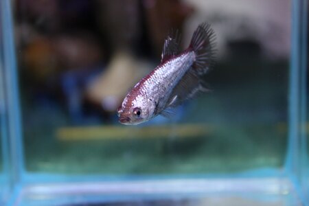 Swimming aquarium betta