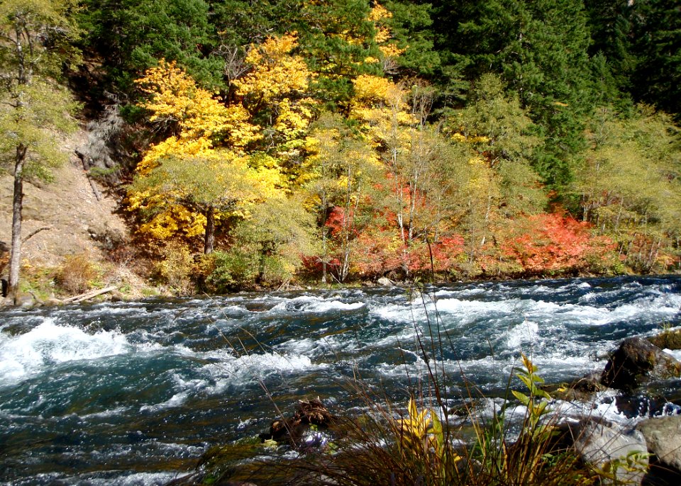 North umpqua autumn miles odfw (4427768162)