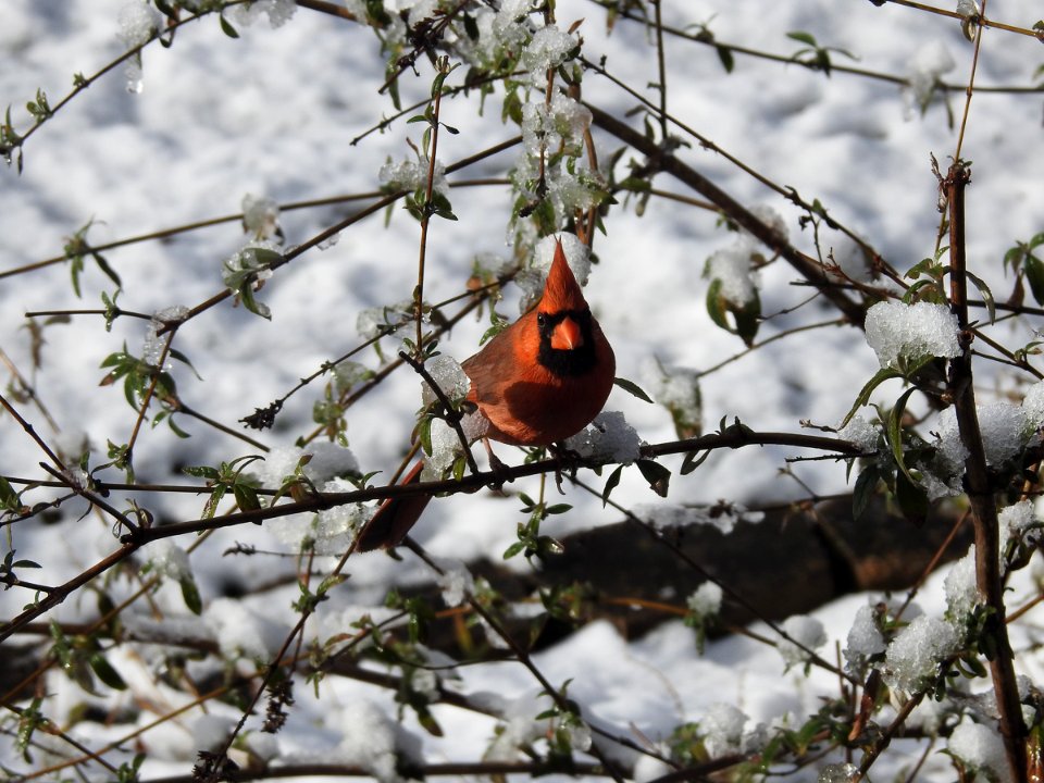 Northern cardinal, February 7 2021 2021 -- Warren Bielenberg (50953849681)