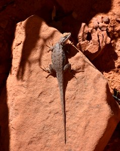 Northern Plateau Lizard (35677424825)
