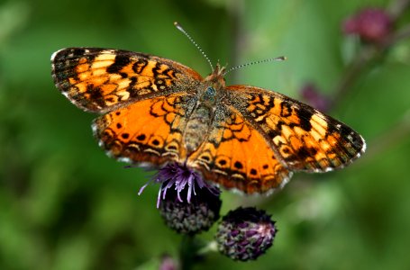 Northern Crescent (Phyciodes selenis) (4052096557) photo