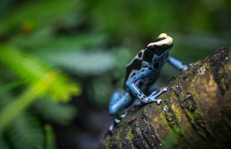 Tree tree frog exotarium