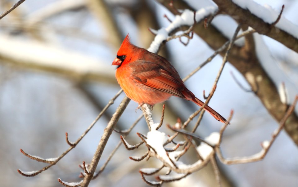 Northern cardinal, December 2020 -- Warren Bielenberg 4 (50771019591)