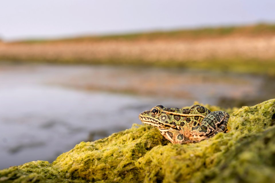 Northern leopard frog (Lithobates pipiens) (51592719386)