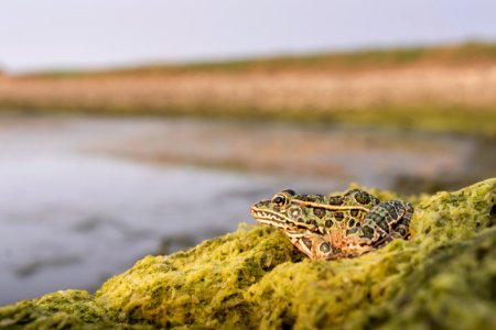 Northern leopard frog (Lithobates pipiens) (51592719386)