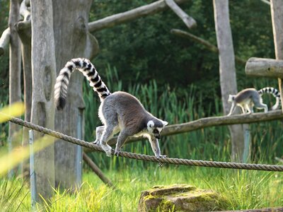 Prosimians curly tail primates