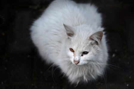 Cat animal white cat photo