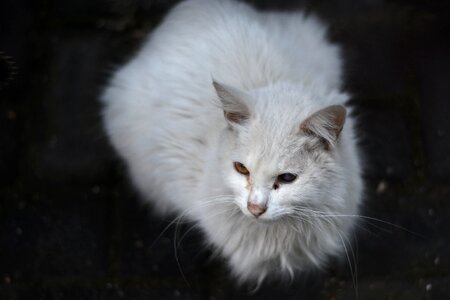 Cat animal white cat