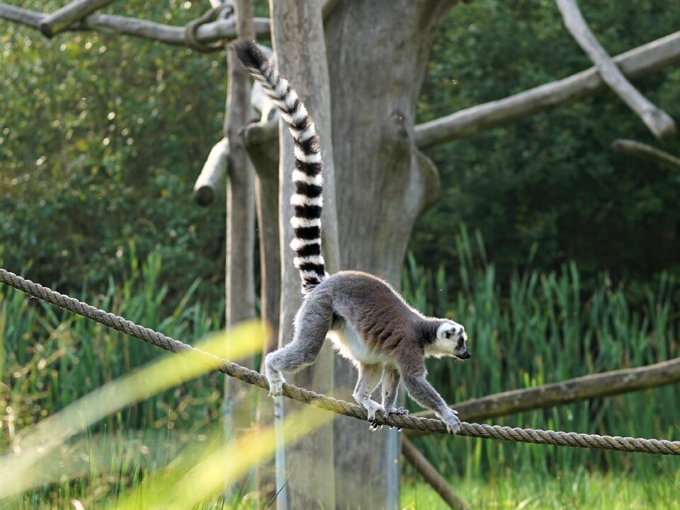 Prosimians curly tail primates