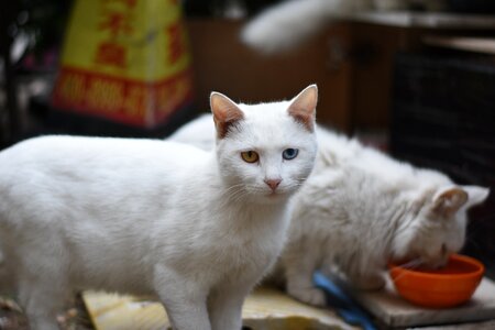 Animal yellow eyes blue eyes